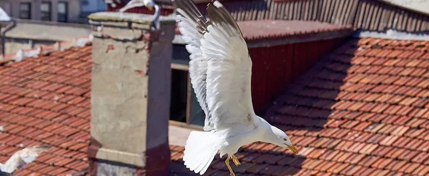 Residential Chimney Animal Removal Solution in Binghamton, NY