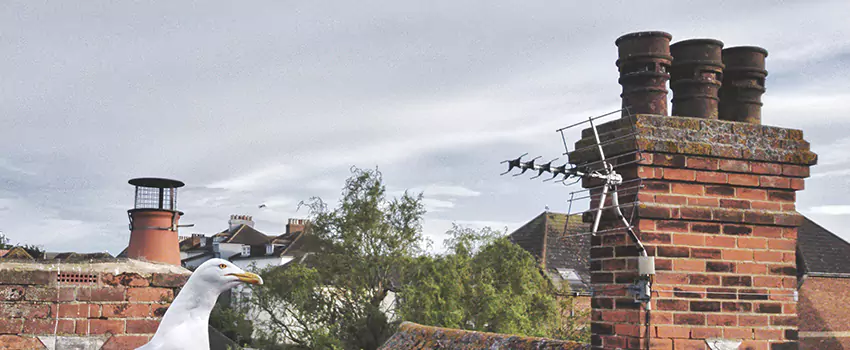 Chimney Cleaning And Restoration in Binghamton, New York